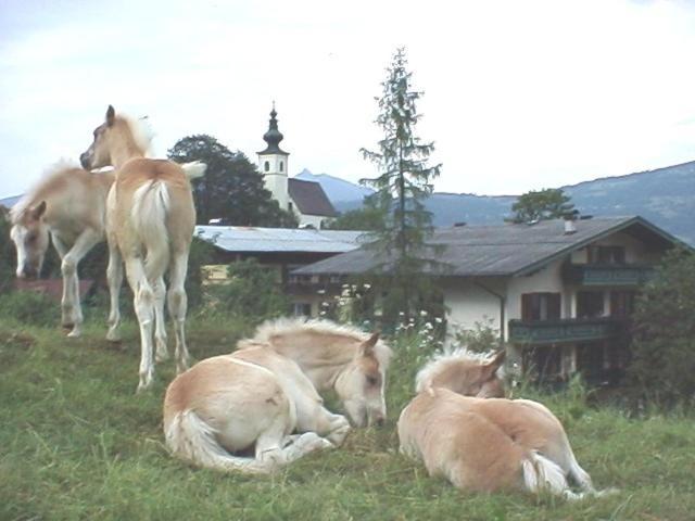 Campingplatz Torrenerhof Golling an der Salzach Zewnętrze zdjęcie